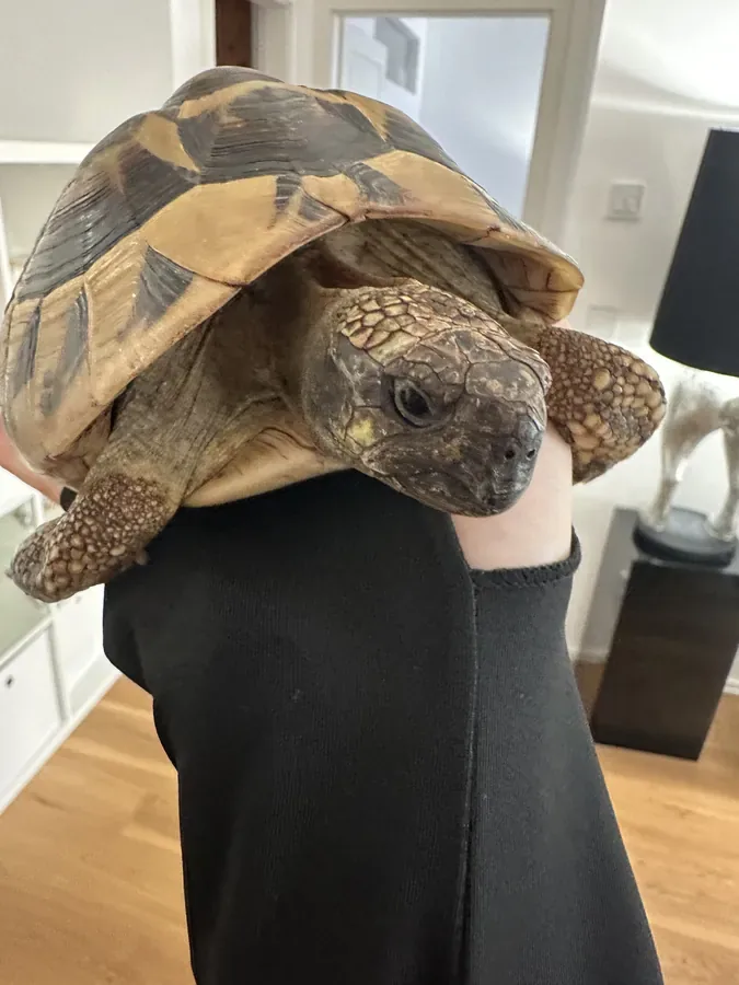 Schildkröte auf der Schulter