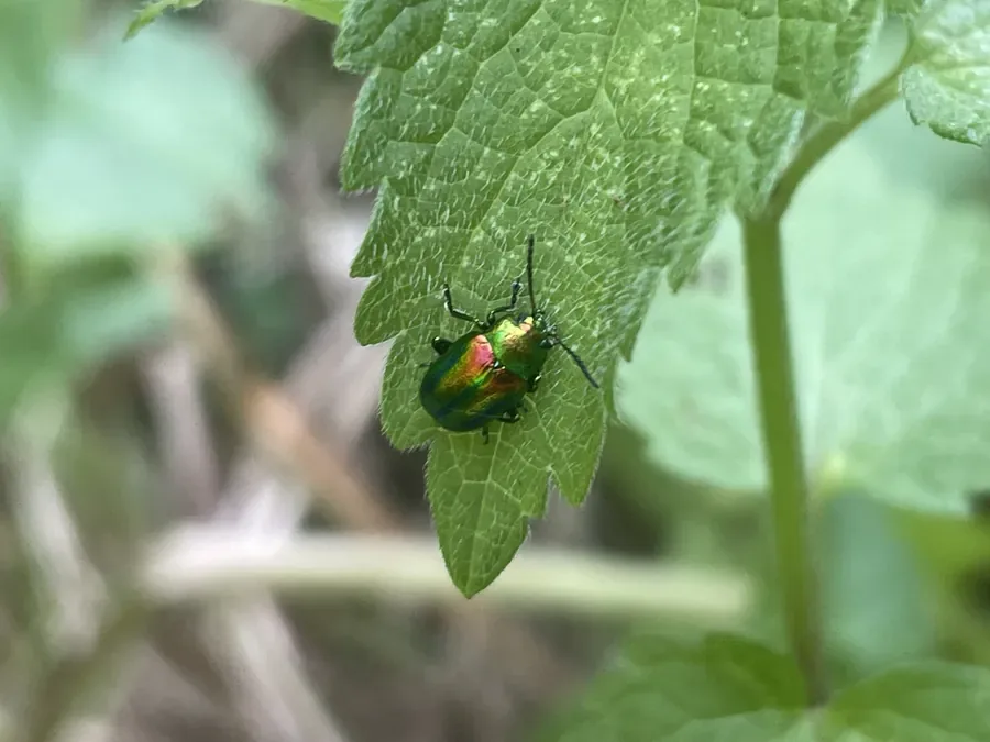 Käfer im Grün